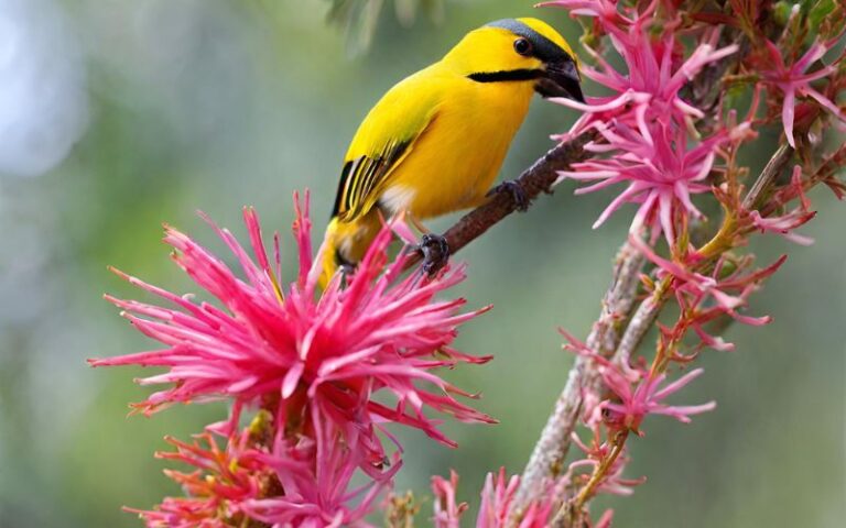 Mauritius Flora und Fauna